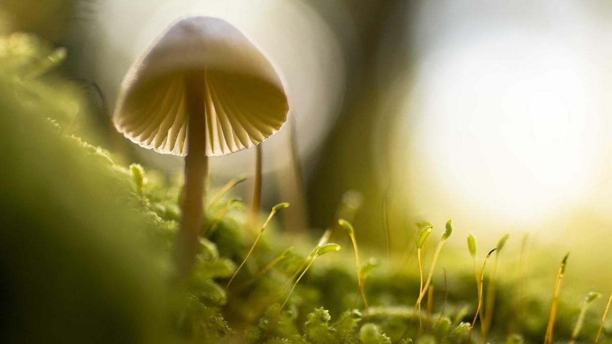 Employer Branding Website: So gewinnen Sie die besten Talente digital